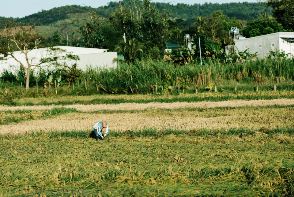 Kho gạo của Nguyễn Văn Nhỉ